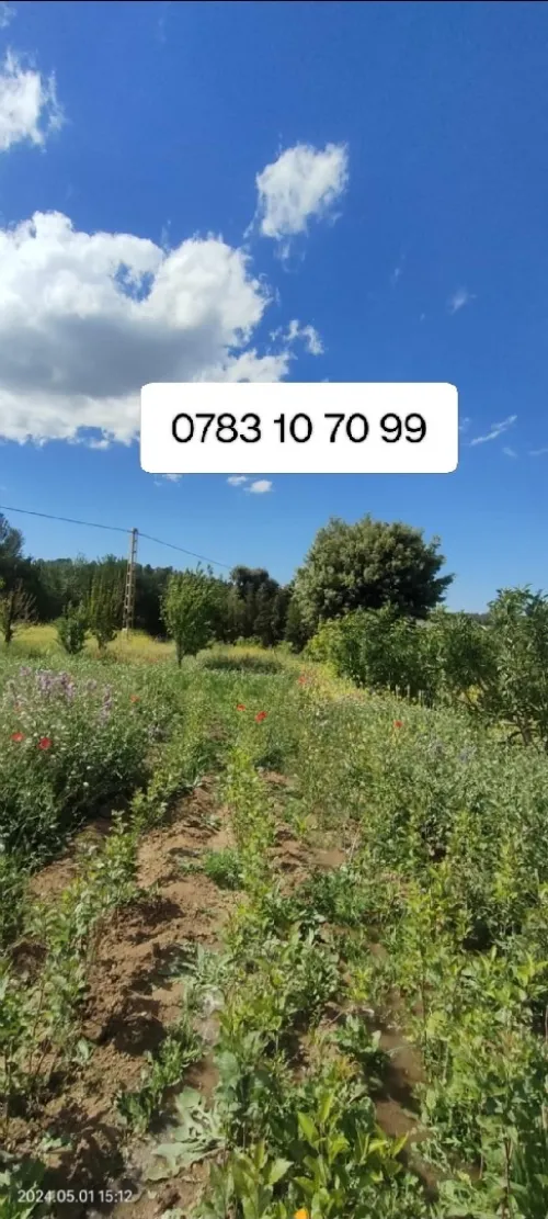 Vente Terrain Agricole Khenchela Tamza