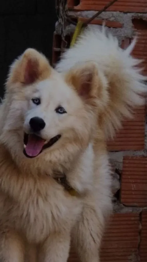 Chien Husky Malamute d'Alaska