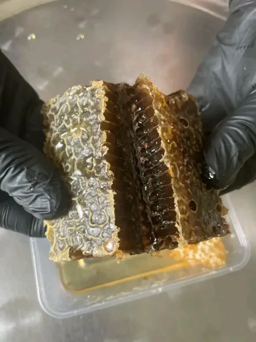 عسل جبلي حر 