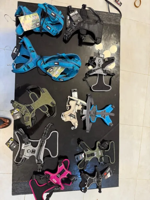 accessoires pour chien