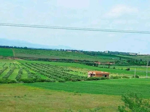 Vente Terrain Agricole Tlemcen Marsa ben mhidi