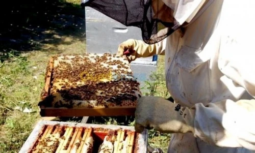 Les ruches d'abeille خلايا النحل