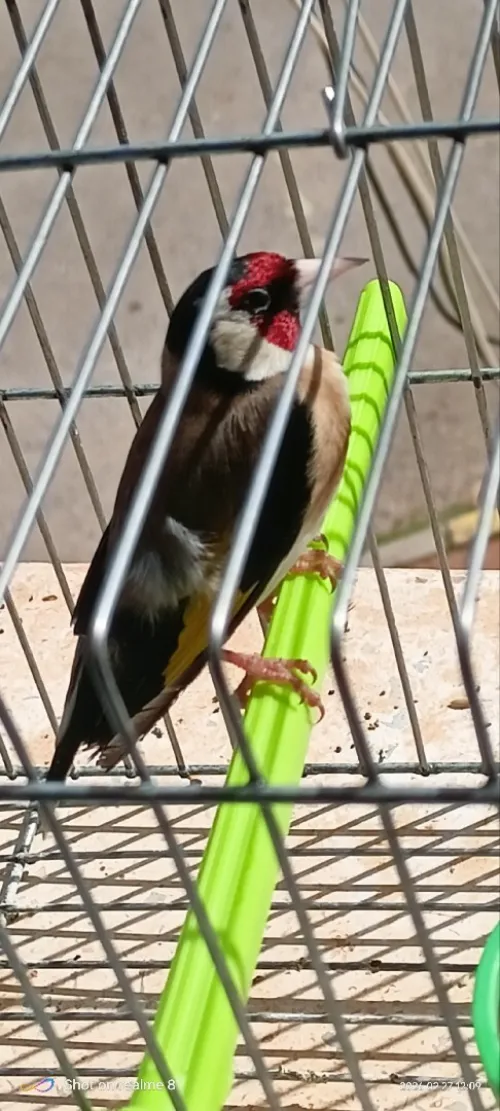 خلوي عندو شهرين يغني يباطاي الله يبارك