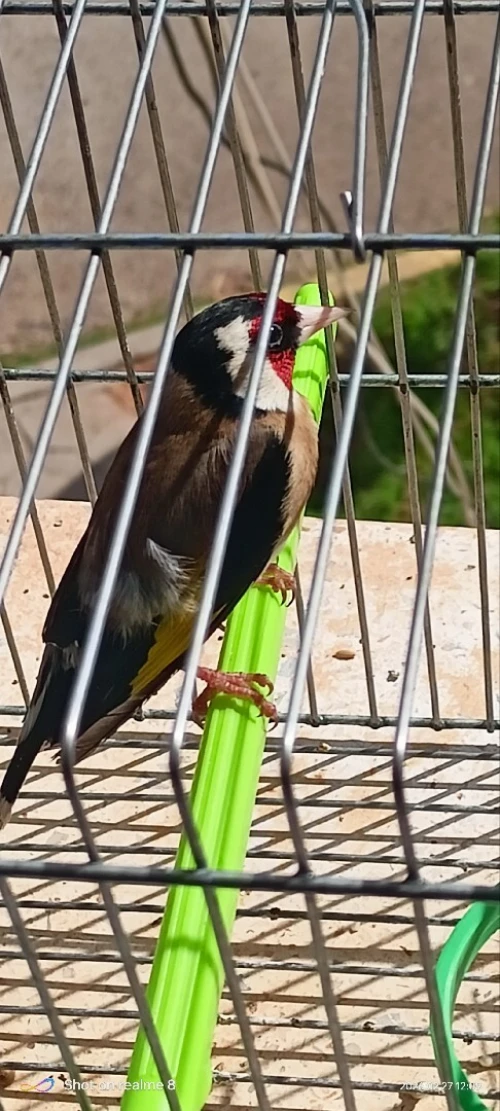 خلوي عندو شهرين يغني يباطاي الله يبارك