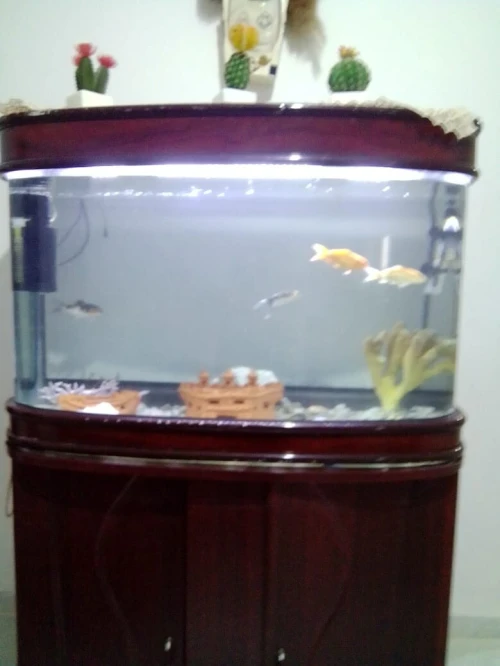 aquarium