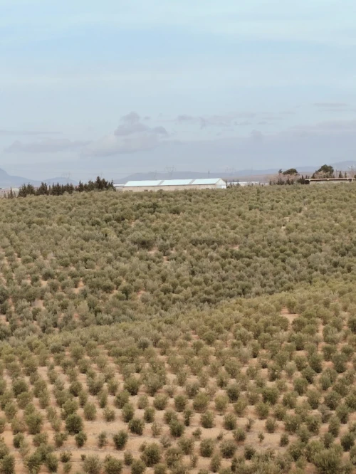 Vente Terrain Agricole Sétif Ain arnat