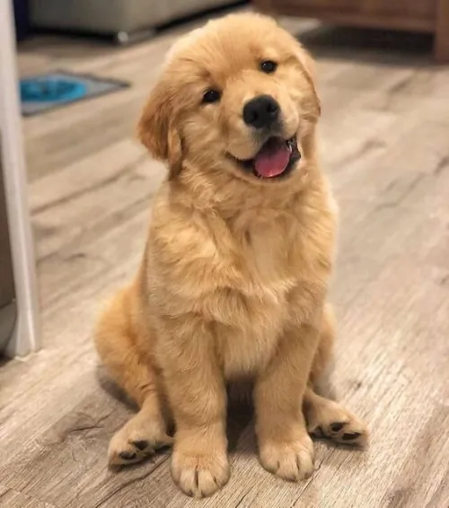 Golden retriever