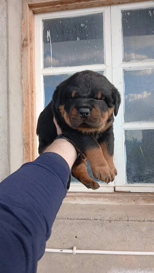 Rottweiller