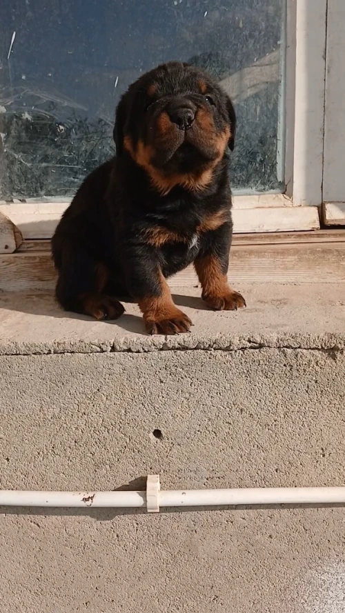 Rottweiller