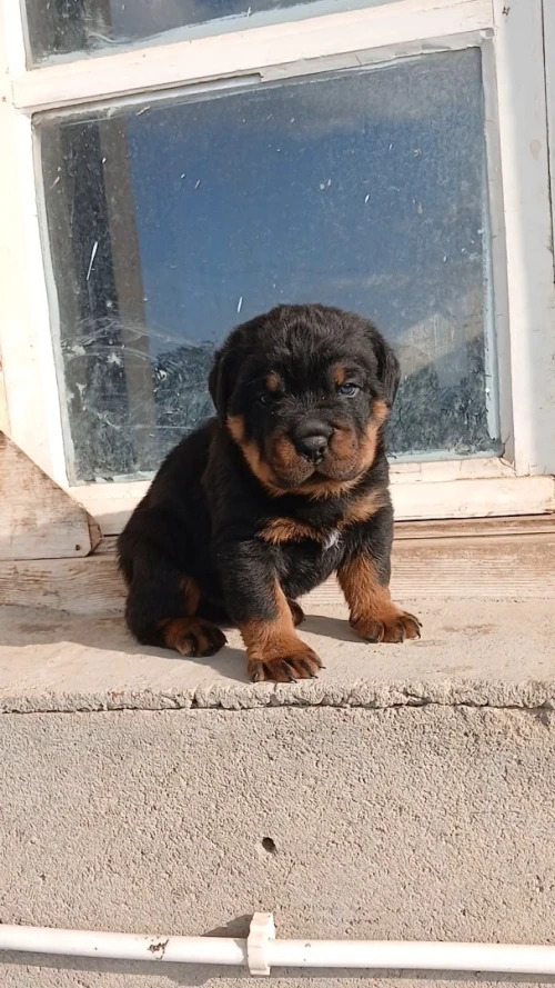 Rottweiller
