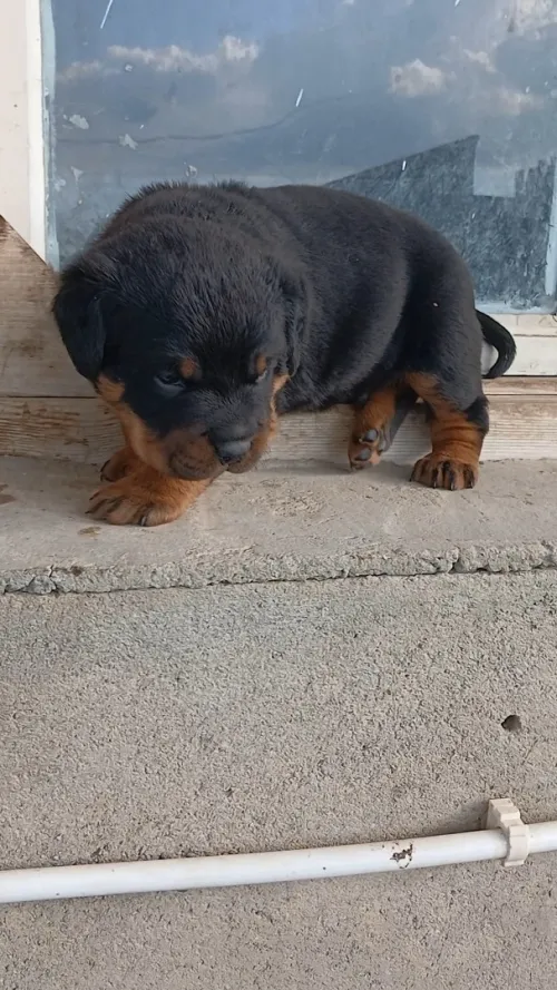 Rottweiller
