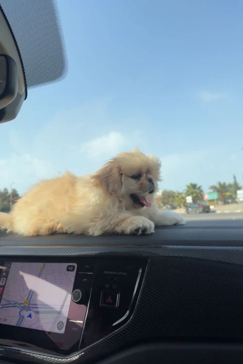 Chiot Pekinois toy