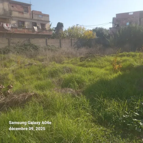 Vente Terrain Blida Ben khellil