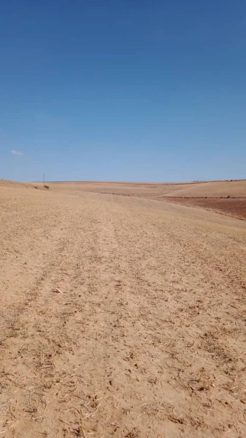 Vente Terrain Agricole Aïn Defla Ain lechiekh