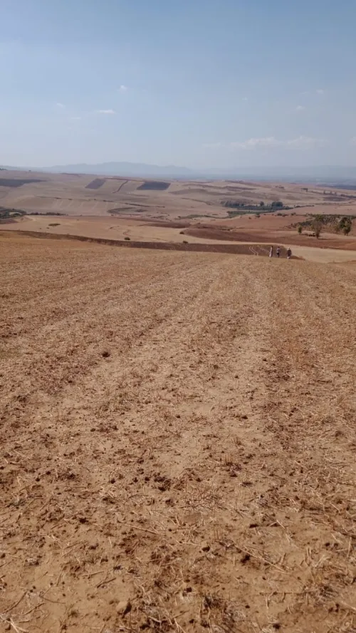 Vente Terrain Agricole Aïn Defla Ain lechiekh