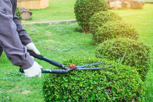Travaux de Jardinage à Domicile  Entretien Aménagement