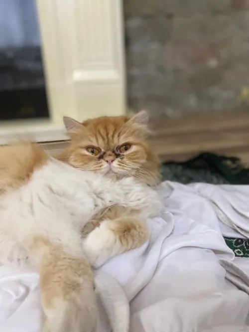 Chat persan femelle pour accouplement 