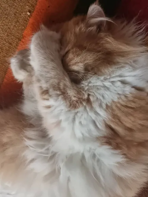 Chat persan femelle pour accouplement 