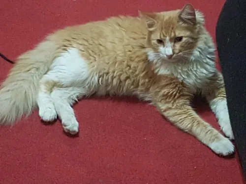 Chat pour accouplement avec chat persan 