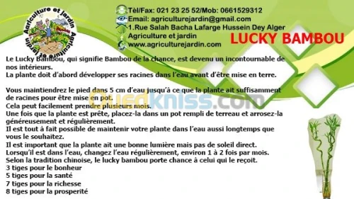 lucky bambou