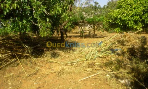 Vente Terrain Oran Ain el kerma