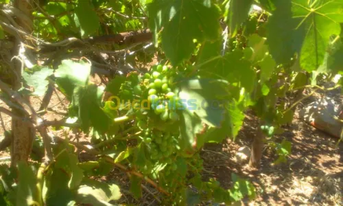 Vente Terrain Oran Ain el kerma