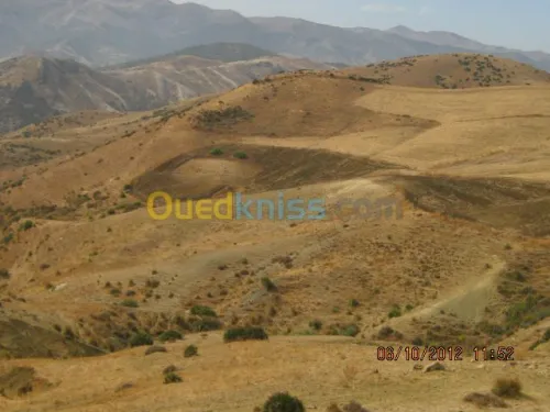 Vente Terrain Oran Ain el kerma