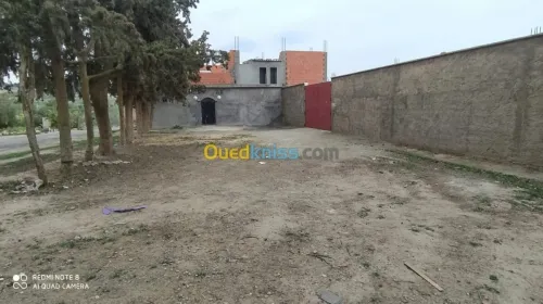 Location Hangar - Usine Sidi Bel Abbès Ain el berd