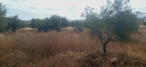 Vente Terrain Tlemcen Ouled mimoun