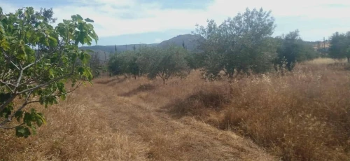Vente Terrain Tlemcen Ouled mimoun