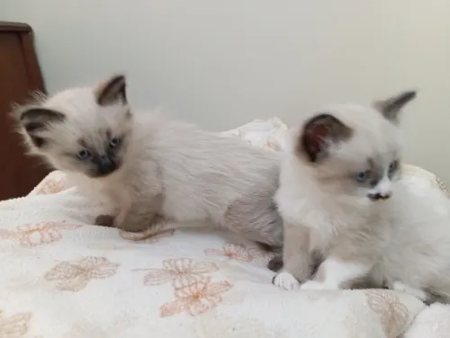 Chatons siamois 