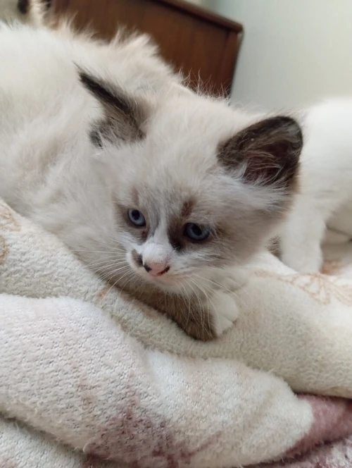 Chatons siamois 