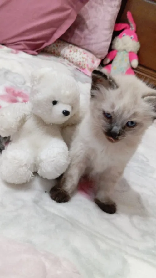 Chatons siamois 