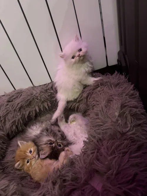 chats persans chinchilla pure race