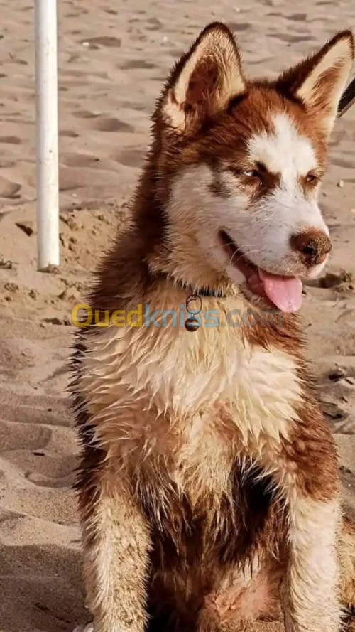 Husky sibérien race pure 
