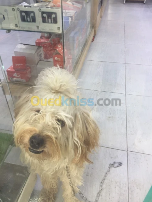 Caniche bichon maltais 