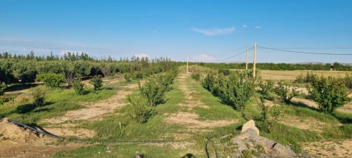 Vente Terrain Agricole Msila Maarif