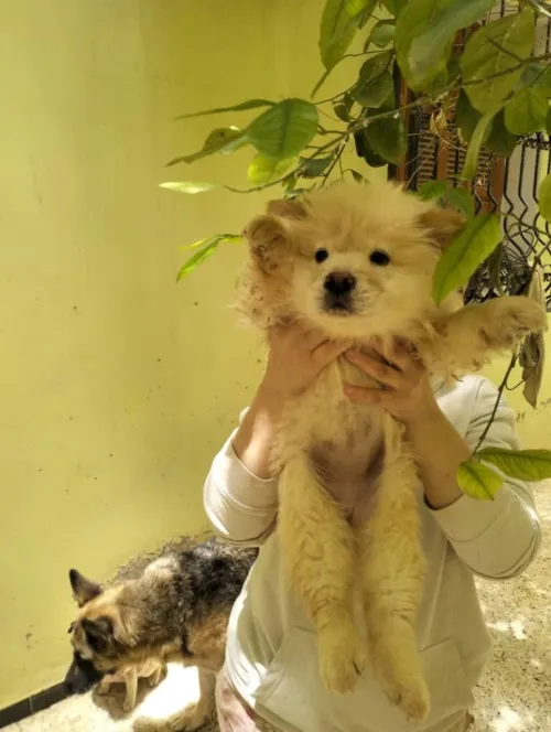 Chiots chow-chow pure race parents venus de l'étranger  شاوشاو سلالة نقية والديهم من الخارج