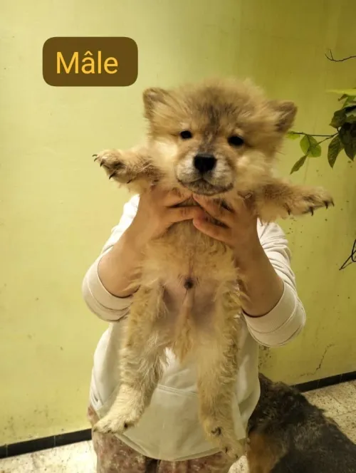 Chiots chow-chow pure race parents venus de l'étranger  شاوشاو سلالة نقية والديهم من الخارج