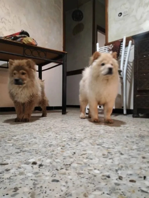 Chow-chow شاوشاو