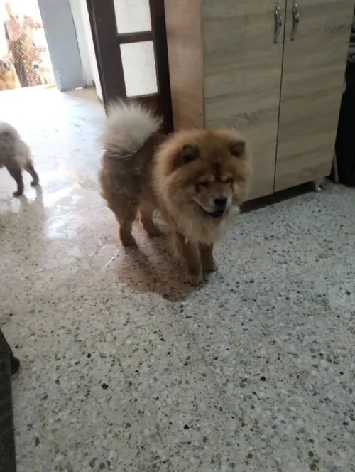 Chow-chow شاوشاو