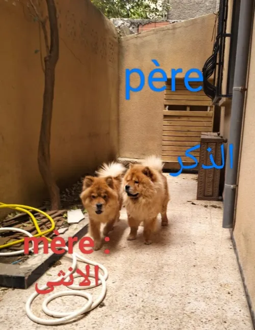 Chiots chow-chow pure race parents venus de l'étranger  شاوشاو سلالة نقية والديهم من الخارج
