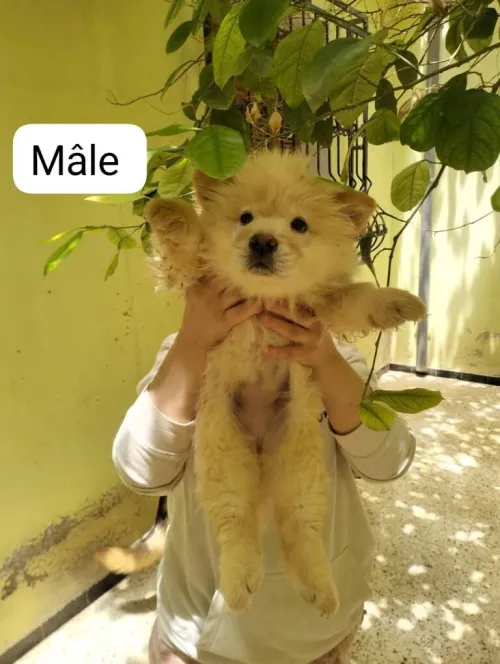 Chiots chow-chow pure race parents venus de l'étranger  شاوشاو سلالة نقية والديهم من الخارج