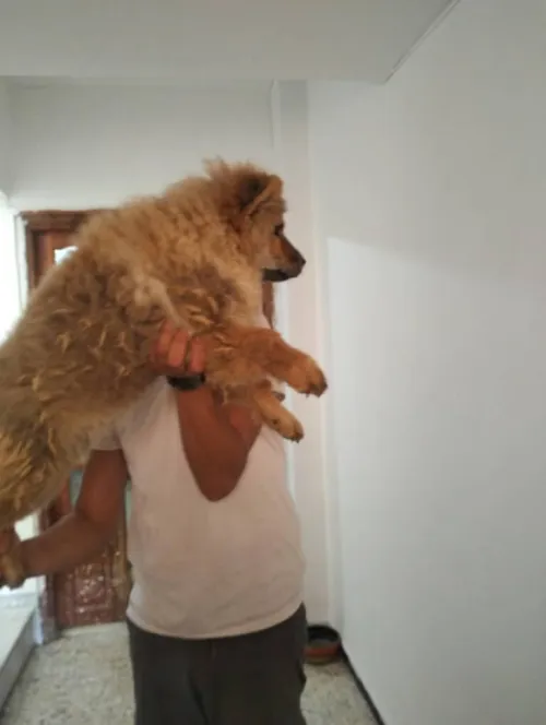 Chow-chow شاوشاو