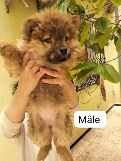 Chiens Chow-chow chiots pure race parents venus de l'étranger avec pédigrés جراء شاوشاو سلالة  
