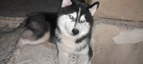 Chien huskey male 