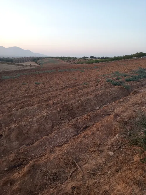 Vente Terrain Agricole Tipaza Meurad