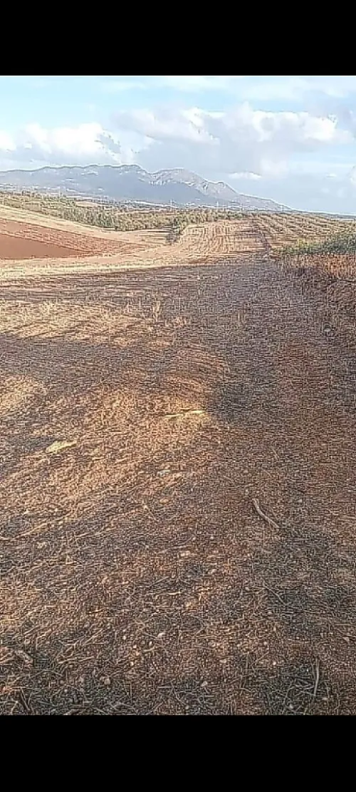 Vente Terrain Agricole Tipaza Meurad