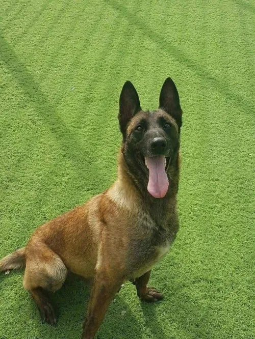 chienne malinois