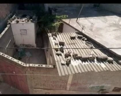 Vente Villa Mila Oued endja